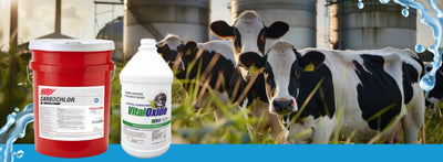 How to protect your employees, dairies &amp; herds against avian flu