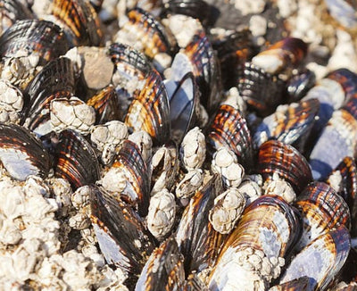 Prevent Mussels &amp; Protect California Waterways from Invasive Species